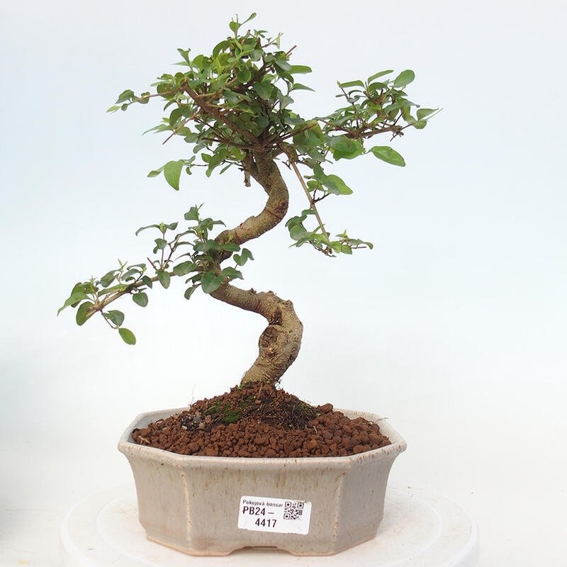 Indoor bonsai - Ligustrum chinensis - Bird's eye view