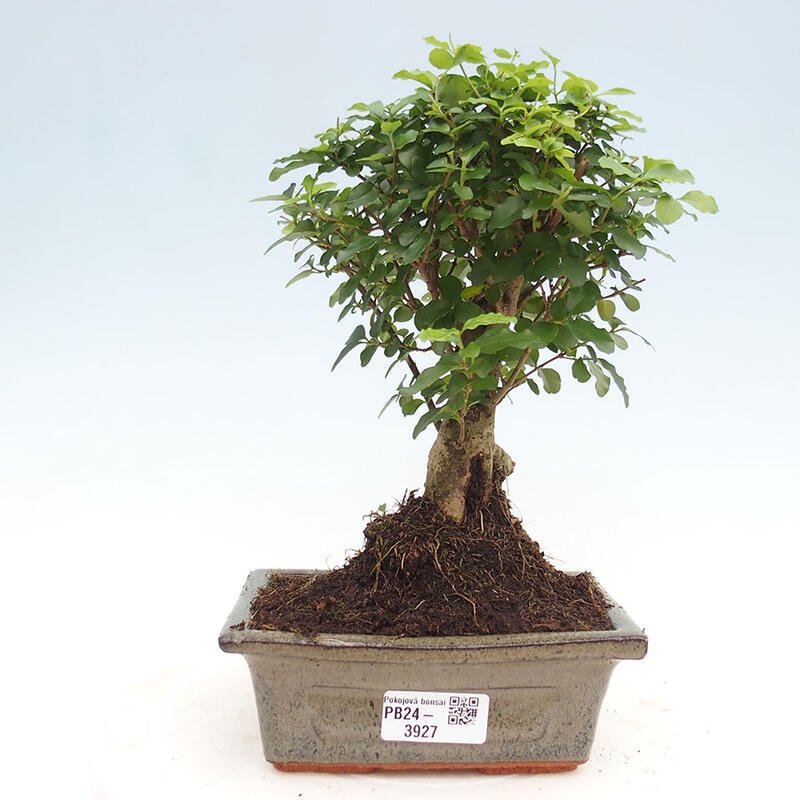 Indoor bonsai - Ligustrum chinensis - Bird's eye view