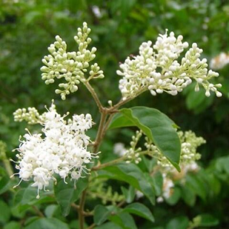 Indoor bonsai - Ligustrum chinensis - Bird's eye view