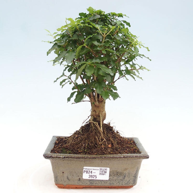 Indoor bonsai - Ligustrum chinensis - Bird's eye view