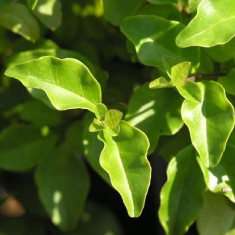 Indoor bonsai - Ligustrum chinensis - Bird's eye view