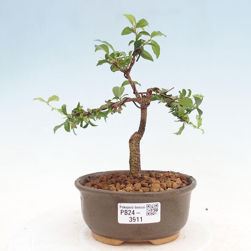 Room bonsai - Malpighia coccigera- Barbdorian cherry