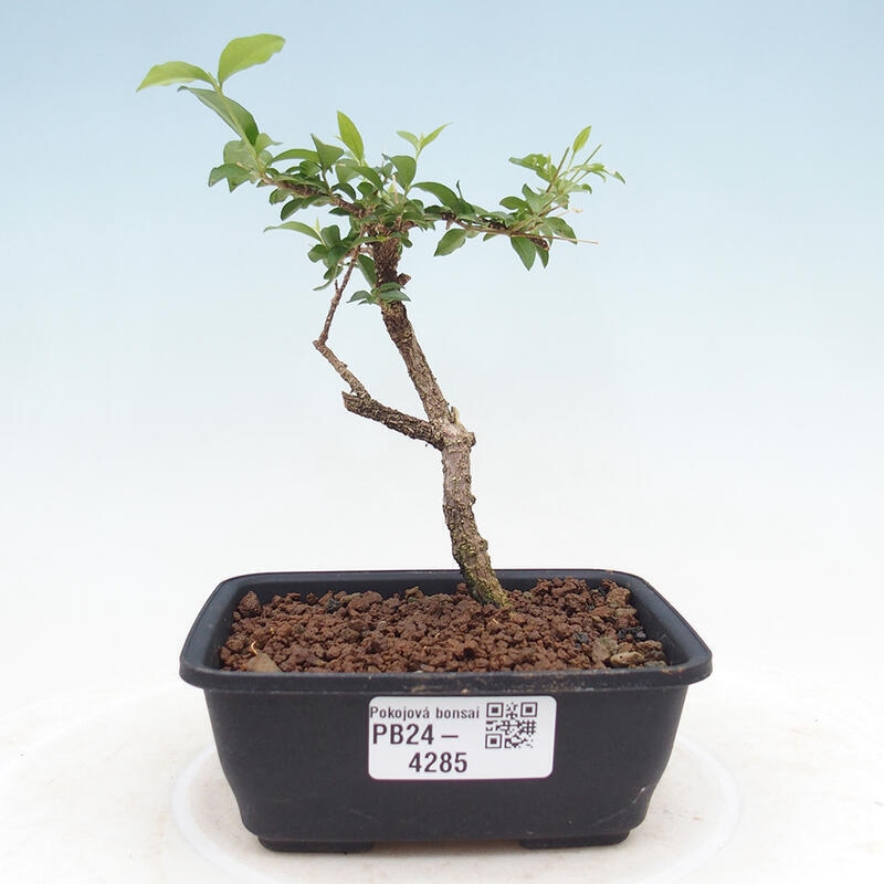 Room bonsai - Malpighia coccigera- Barbdorian cherry