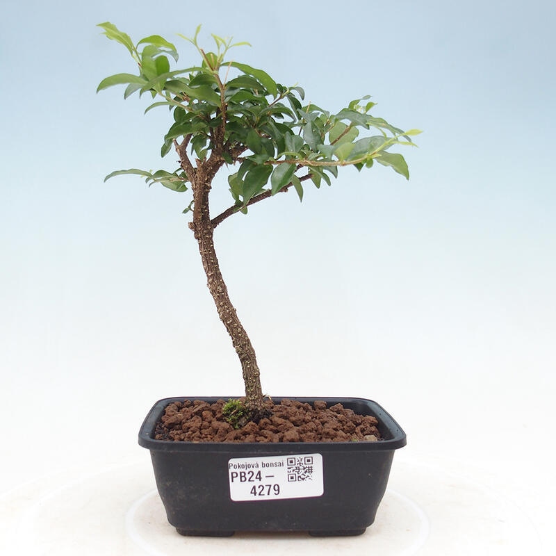 Room bonsai - Malpighia coccigera- Barbdorian cherry