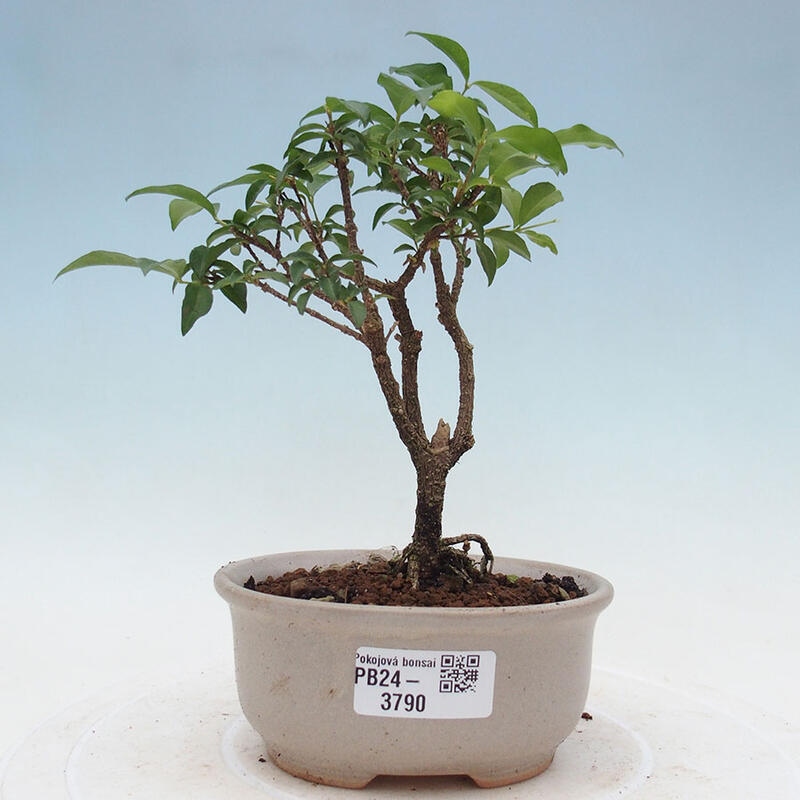 Room bonsai - Malpighia coccigera- Barbdorian cherry