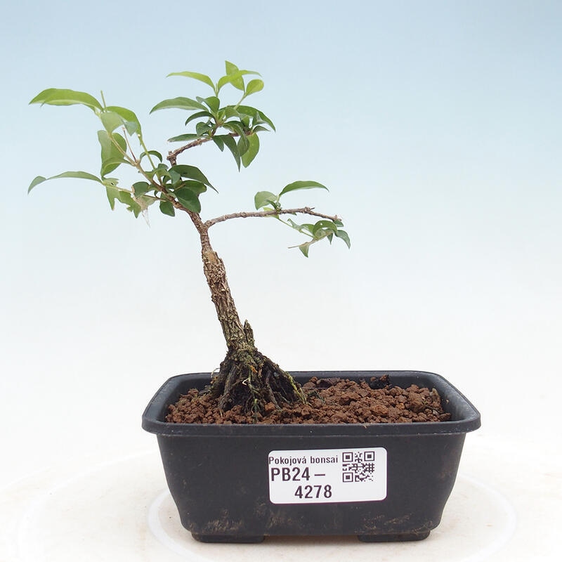 Room bonsai - Malpighia coccigera- Barbdorian cherry