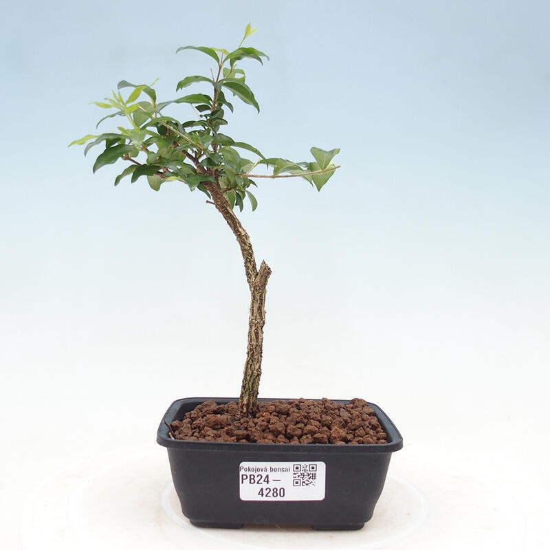 Room bonsai - Malpighia coccigera- Barbdorian cherry