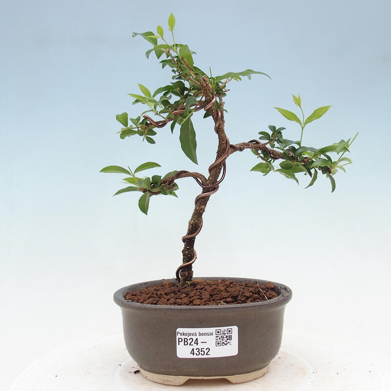 Room bonsai - Malpighia coccigera- Barbdorian cherry