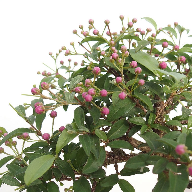 Room bonsai - Malpighia coccigera- Barbdorian cherry