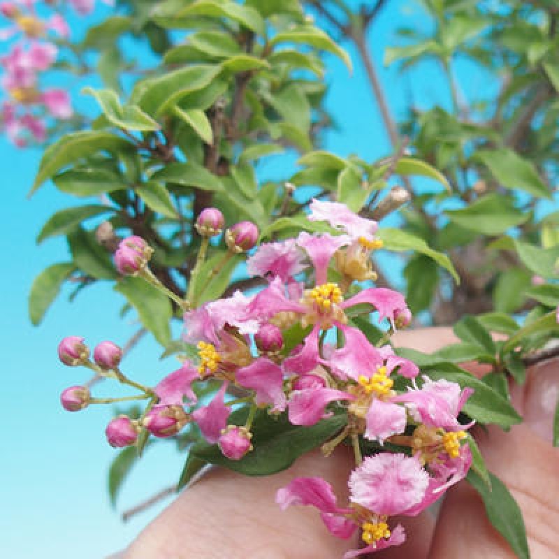 Room bonsai - Malpighia coccigera- Barbdorian cherry