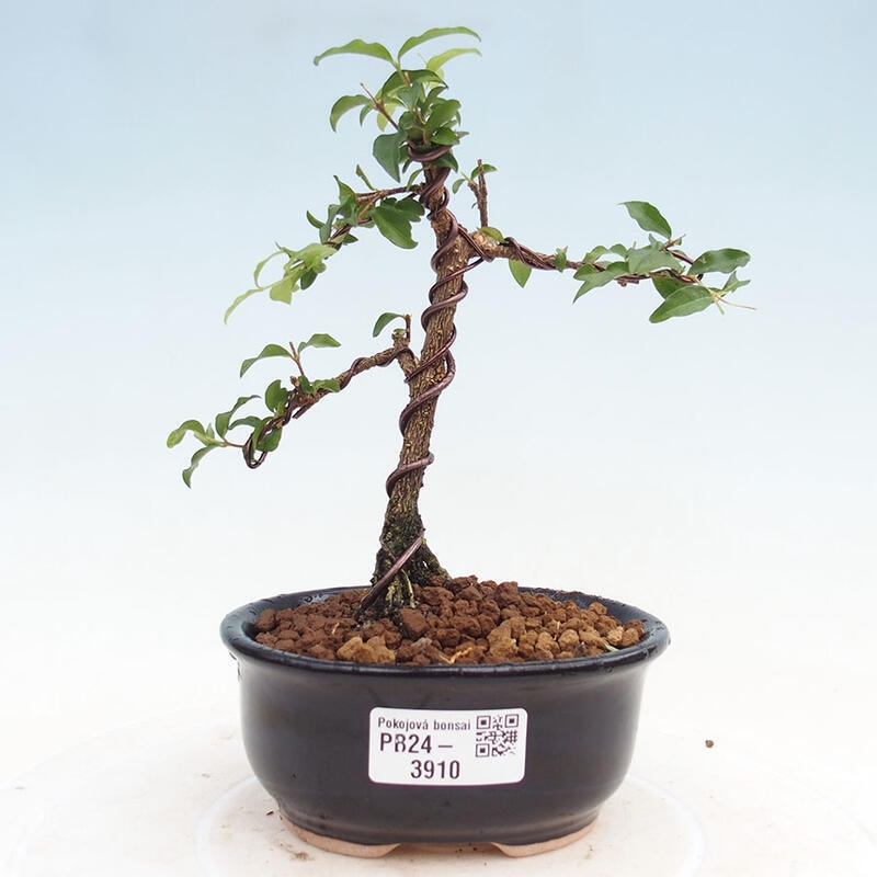 Room bonsai - Malpighia coccigera- Barbdorian cherry