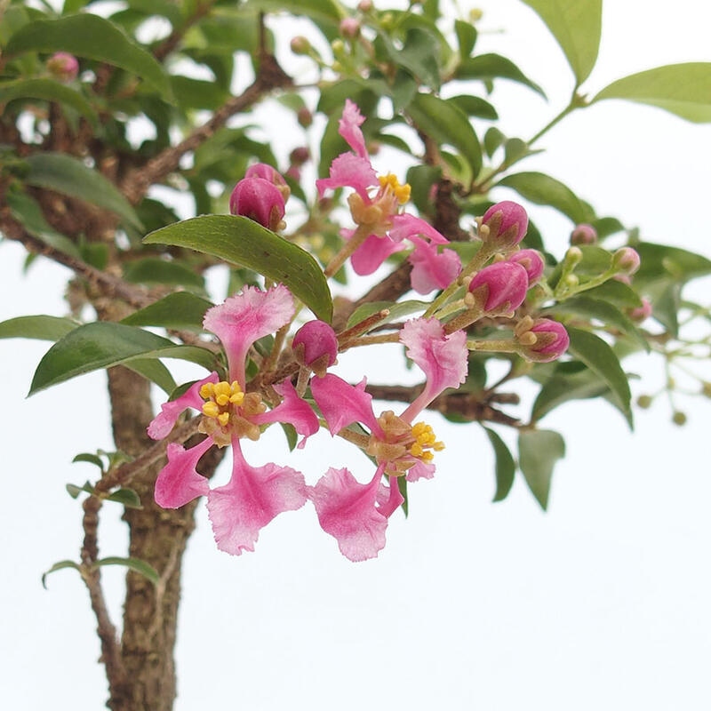 Room bonsai - Malpighia coccigera- Barbdorian cherry