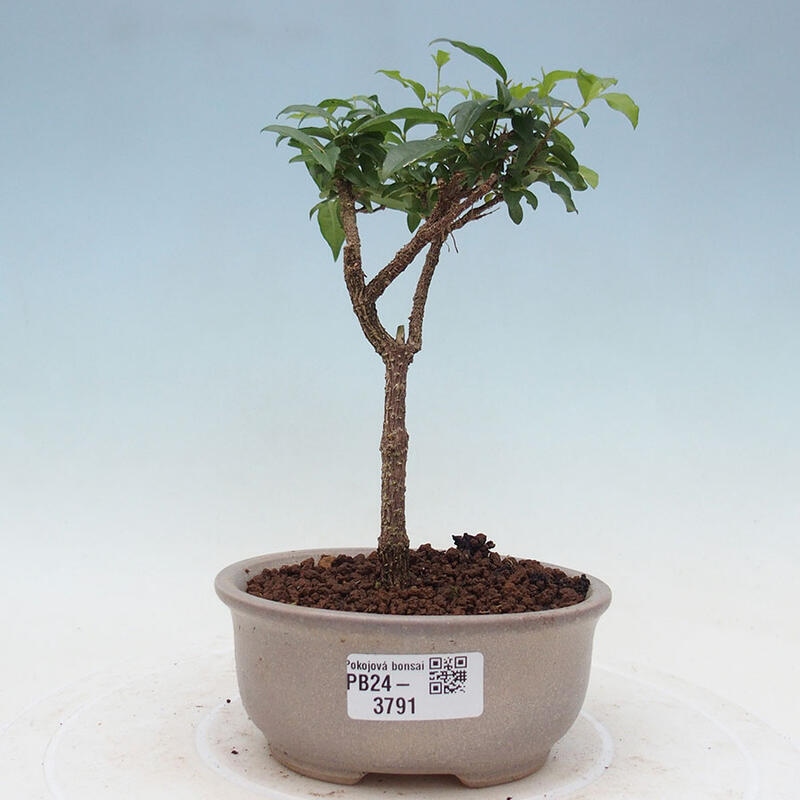 Room bonsai - Malpighia coccigera- Barbdorian cherry