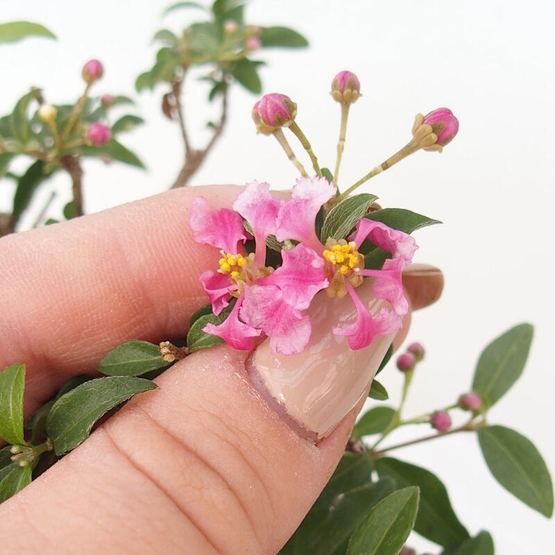 Room bonsai - Malpighia coccigera- Barbdorian cherry