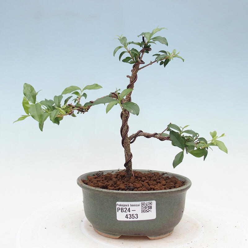 Room bonsai - Malpighia coccigera- Barbdorian cherry