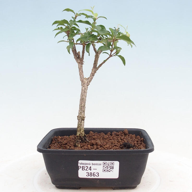 Room bonsai - Malpighia coccigera- Barbdorian cherry