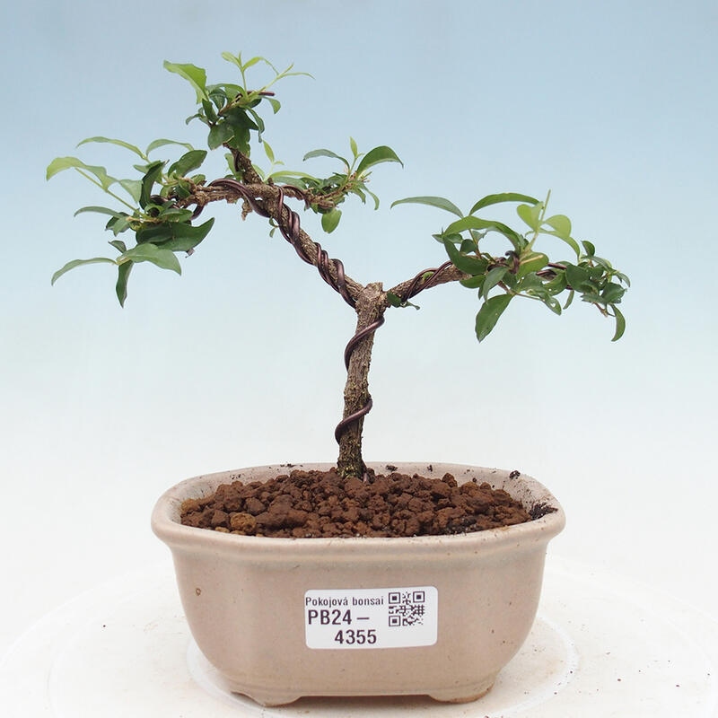 Room bonsai - Malpighia coccigera- Barbdorian cherry