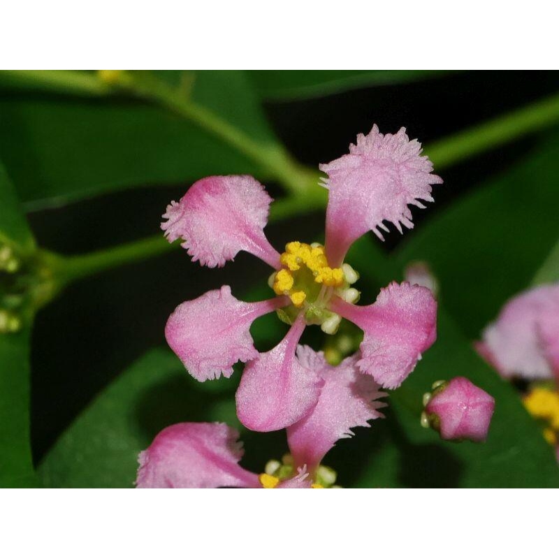 Room bonsai - Malpighia Barbados cherry - Malpighia glabra L.