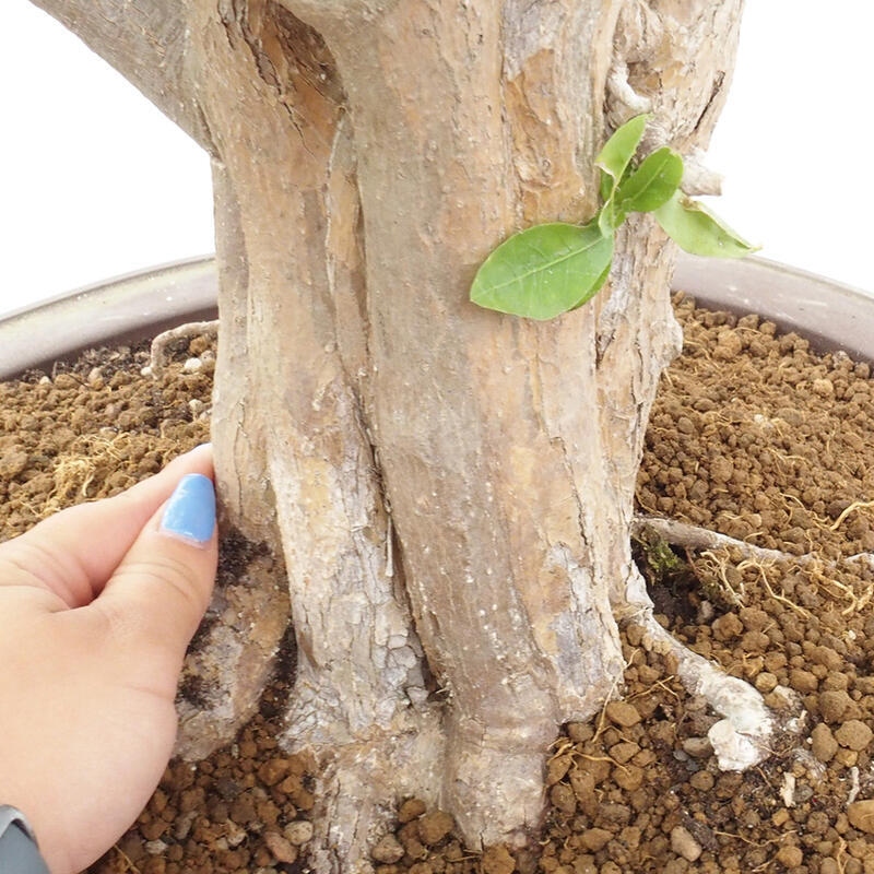 Room bonsai - Malpighia Barbados cherry - Malpighia glabra L.