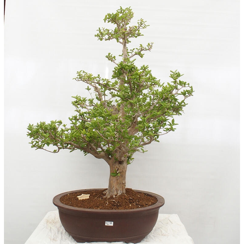 Room bonsai - Malpighia Barbados cherry - Malpighia glabra L.