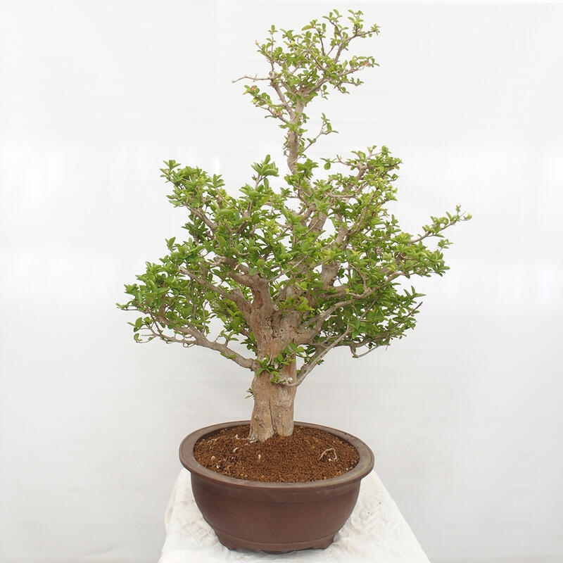 Room bonsai - Malpighia Barbados cherry - Malpighia glabra L.