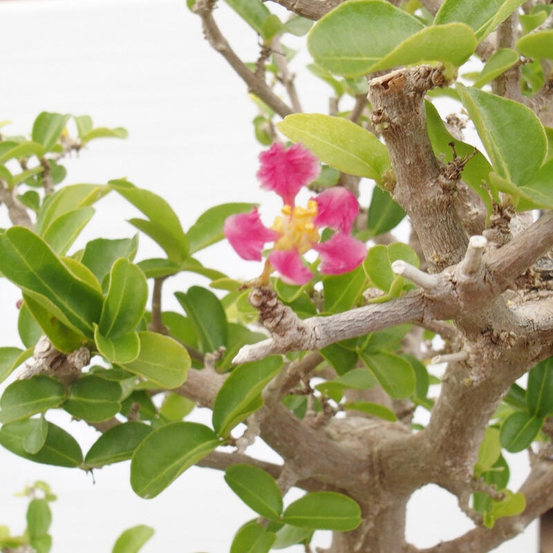 Room bonsai - Malpighia Barbados cherry - Malpighia glabra L.