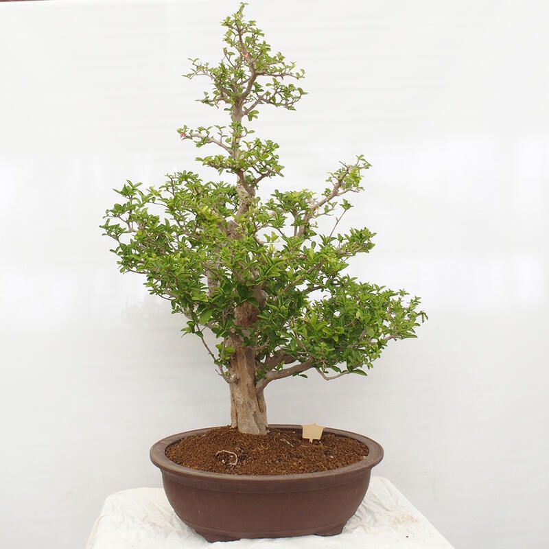 Room bonsai - Malpighia Barbados cherry - Malpighia glabra L.