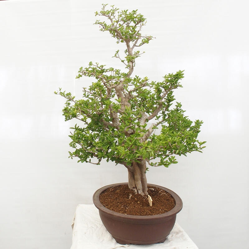 Room bonsai - Malpighia Barbados cherry - Malpighia glabra L.