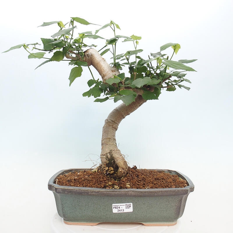 Indoor bonsai - Malvaviscus arboreus - woody hibiscus