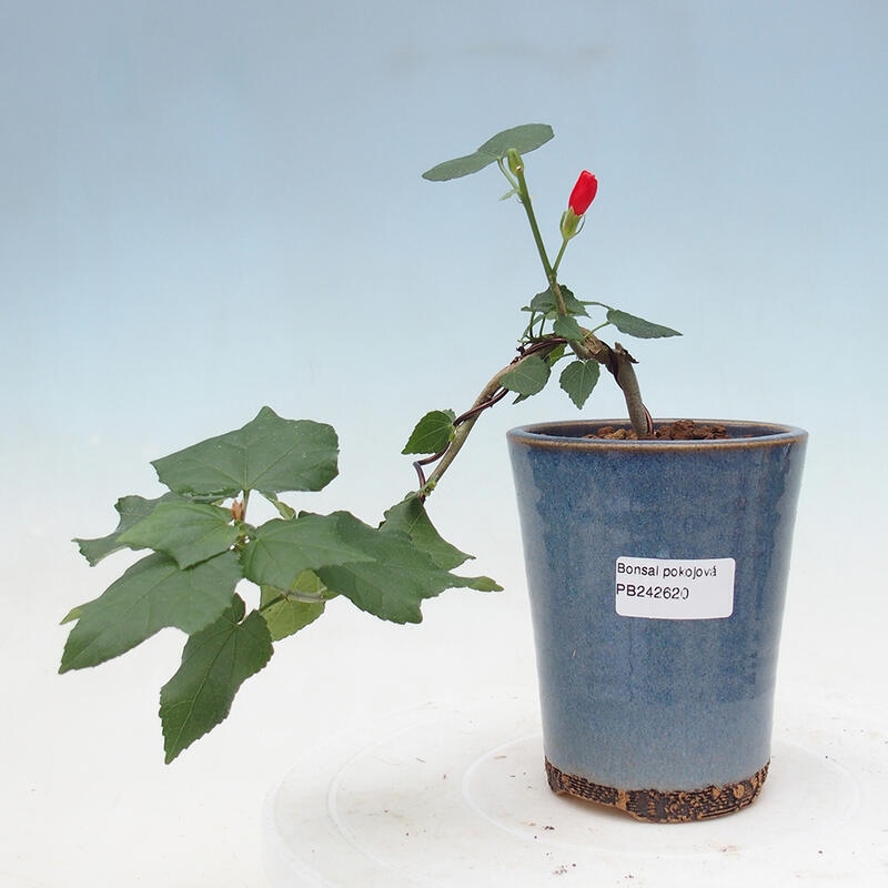 Indoor bonsai - Malvaviscus arboreus - woody hibiscus