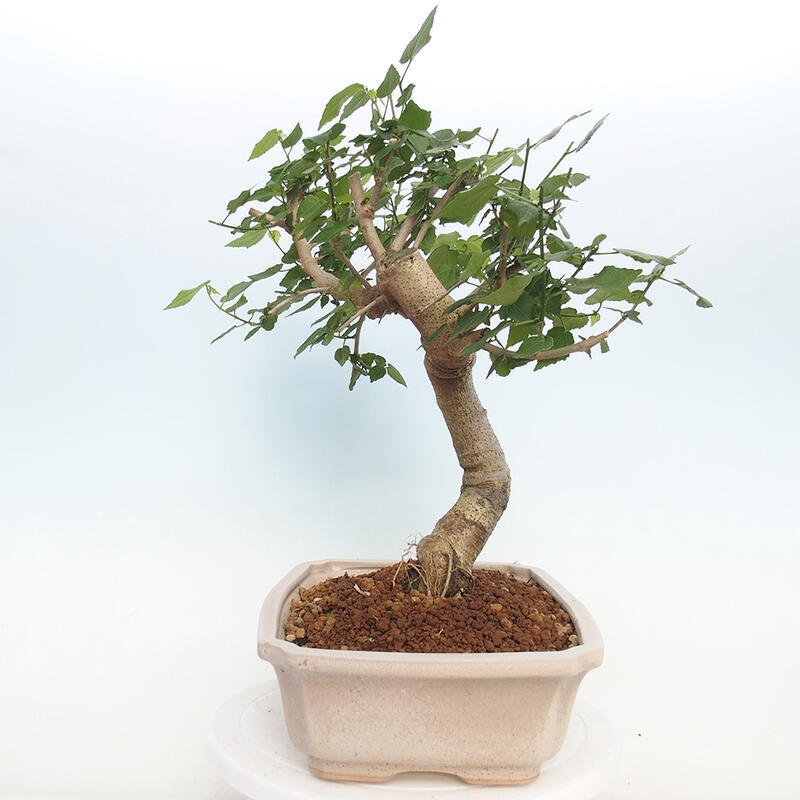 Indoor bonsai - Malvaviscus arboreus - woody hibiscus