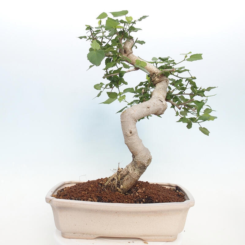 Indoor bonsai - Malvaviscus arboreus - woody hibiscus