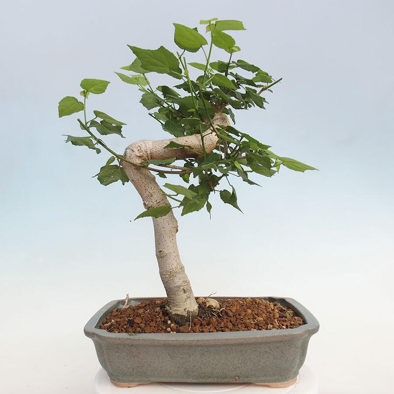 Indoor bonsai - Malvaviscus arboreus - woody hibiscus