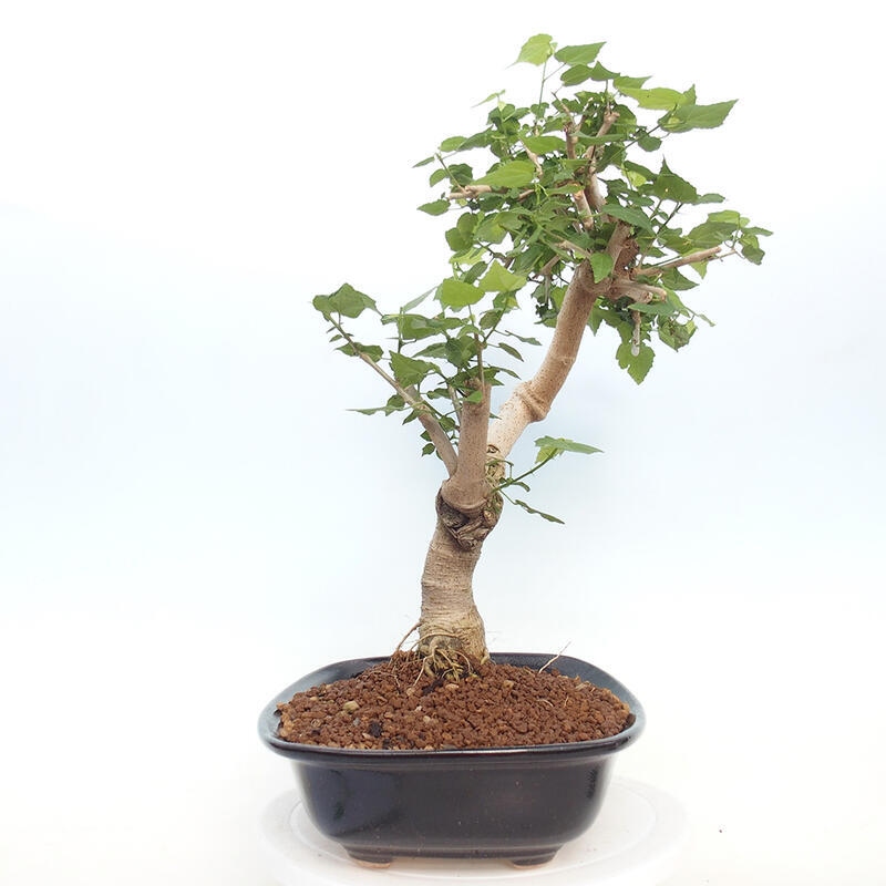 Indoor bonsai - Malvaviscus arboreus - woody hibiscus