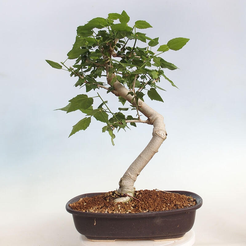 Indoor bonsai - Malvaviscus arboreus - woody hibiscus