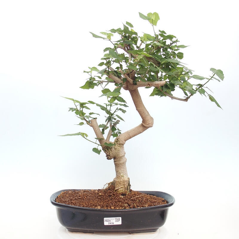 Indoor bonsai - Malvaviscus arboreus - woody hibiscus