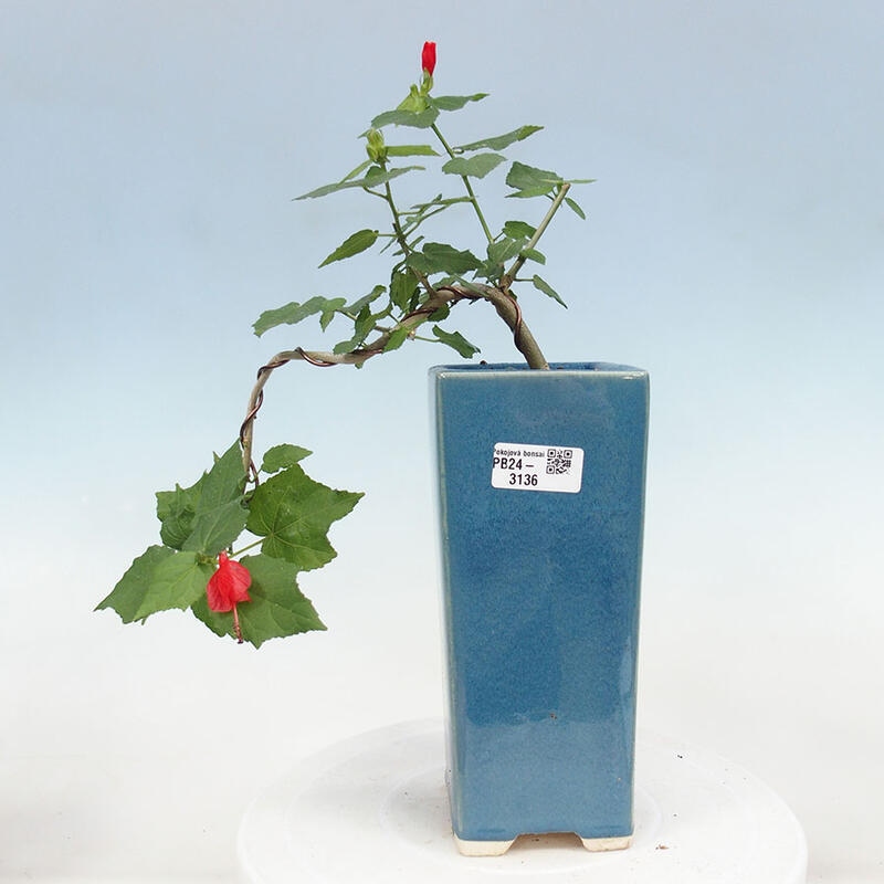 Indoor bonsai - Malvaviscus arboreus - woody hibiscus