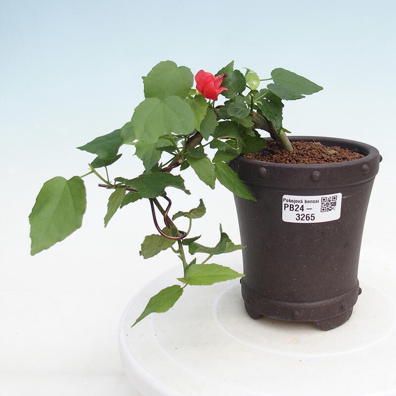 Indoor bonsai - Malvaviscus arboreus - woody hibiscus