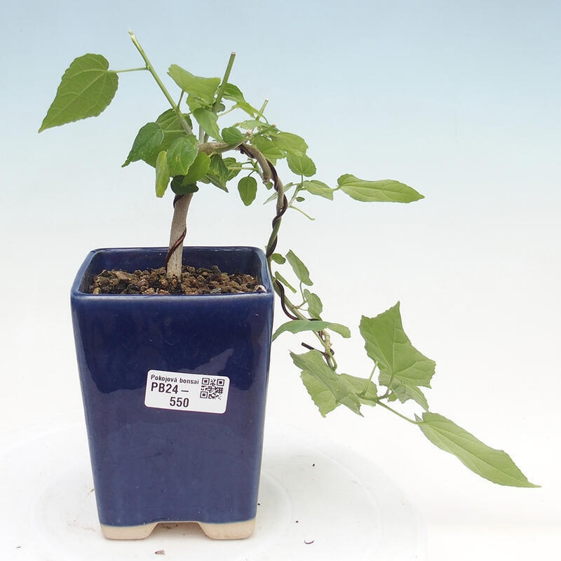 Indoor bonsai - Malvaviscus arboreus - woody hibiscus