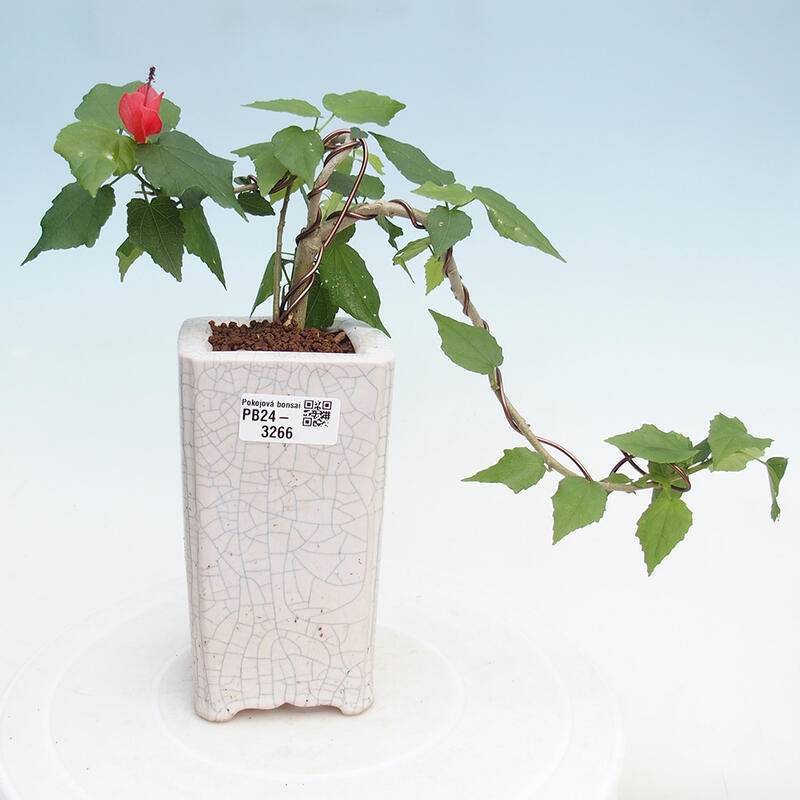 Indoor bonsai - Malvaviscus arboreus - woody hibiscus