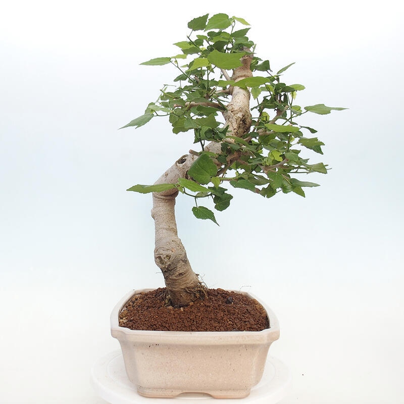 Indoor bonsai - Malvaviscus arboreus - woody hibiscus