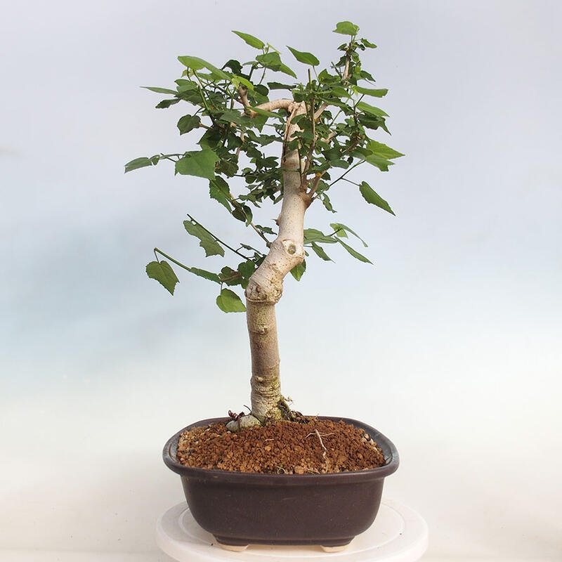 Indoor bonsai - Malvaviscus arboreus - woody hibiscus