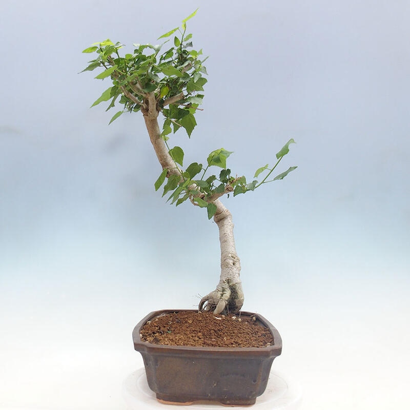 Indoor bonsai - Malvaviscus arboreus - woody hibiscus + SUISEKI book Free