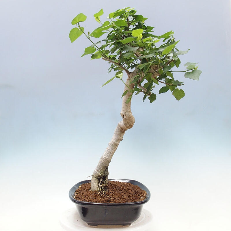 Indoor bonsai - Malvaviscus arboreus - woody hibiscus + SUISEKI book Free