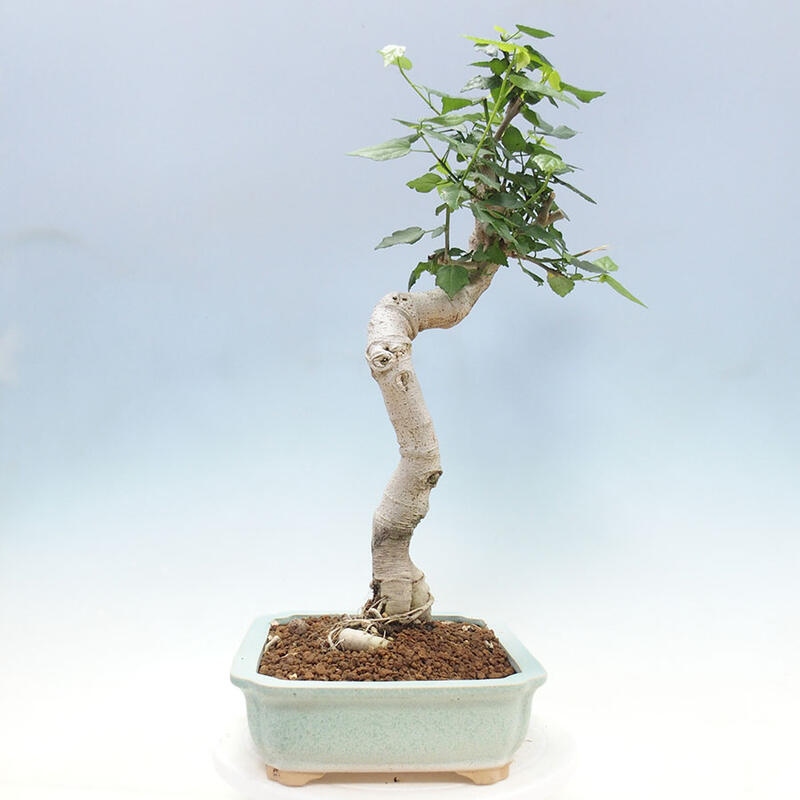 Indoor bonsai - Malvaviscus arboreus - woody hibiscus + SUISEKI book Free