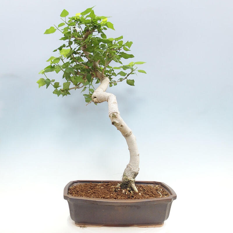 Indoor bonsai - Malvaviscus arboreus - woody hibiscus + SUISEKI book Free