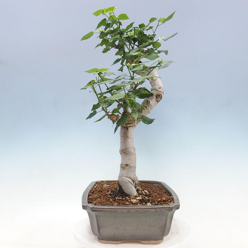 Indoor bonsai - Malvaviscus arboreus - woody hibiscus + SUISEKI book Free