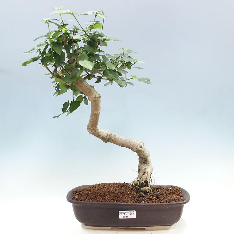 Indoor bonsai - Malvaviscus arboreus - woody hibiscus + SUISEKI book Free