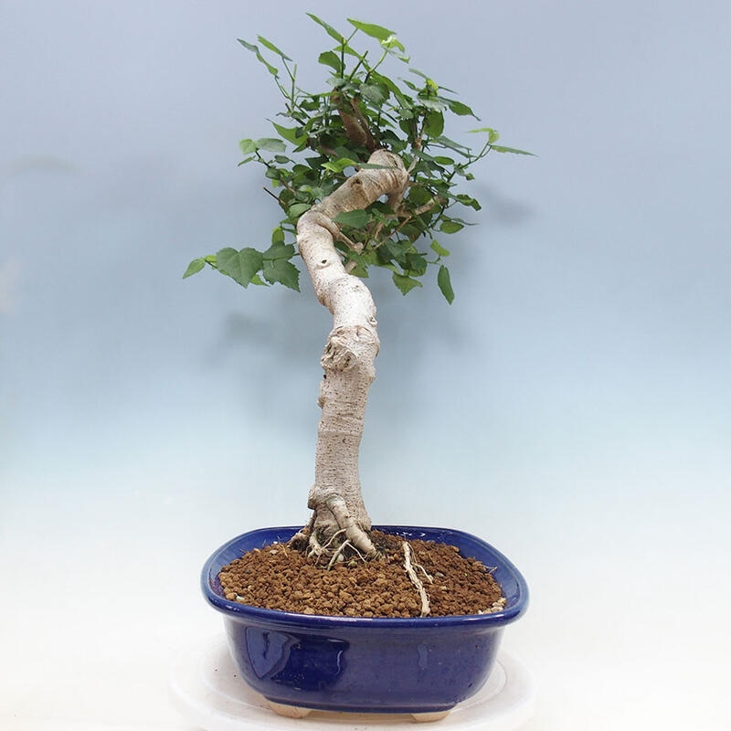 Indoor bonsai - Malvaviscus arboreus - woody hibiscus + SUISEKI book Free