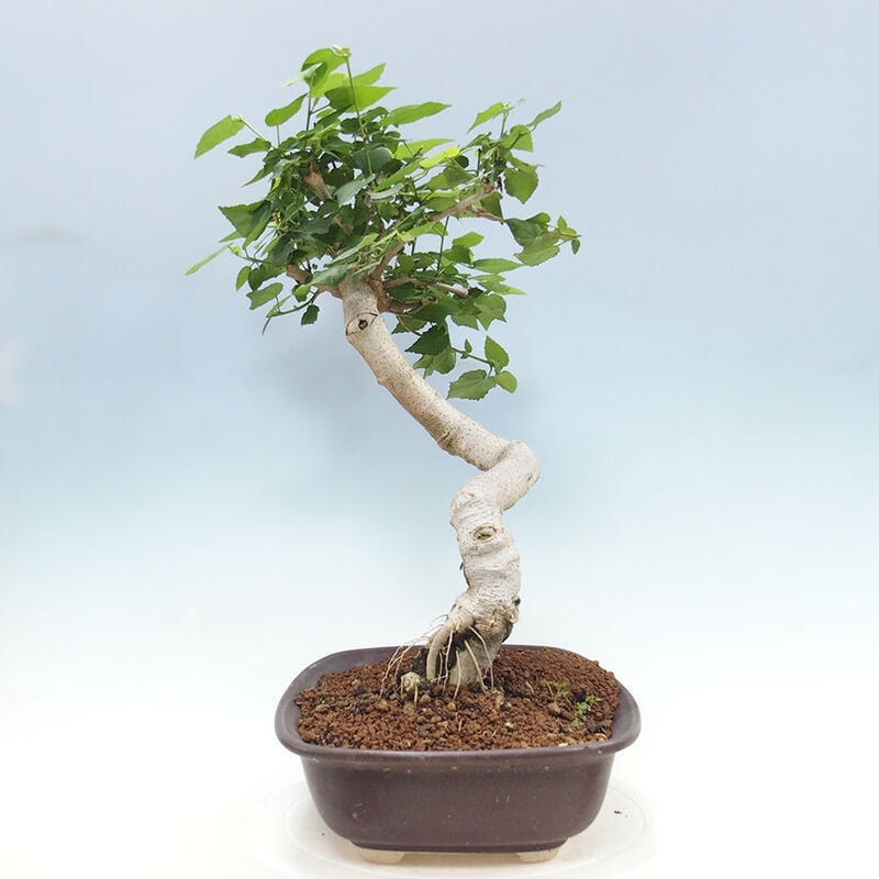 Indoor bonsai - Malvaviscus arboreus - woody hibiscus + SUISEKI book Free